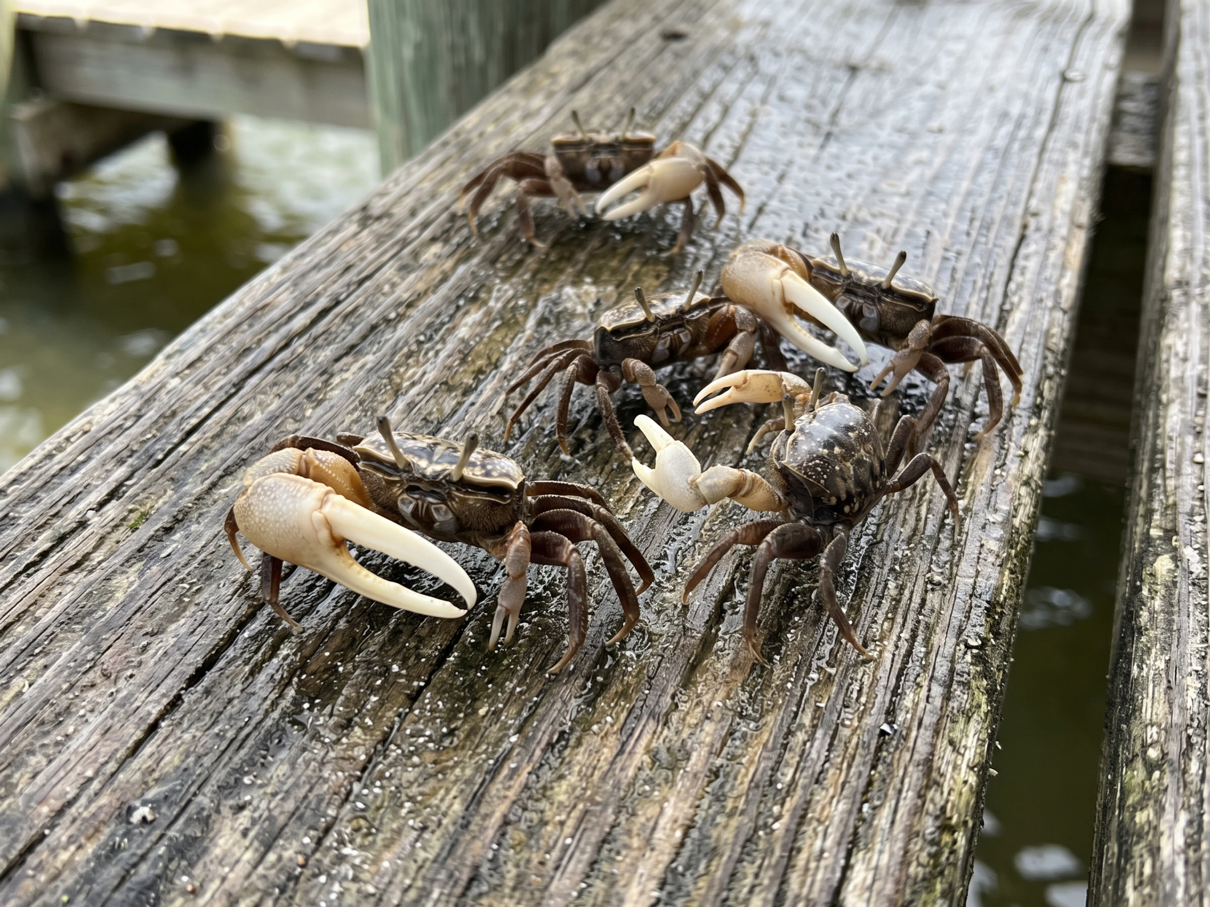 Fiddler crab bait
