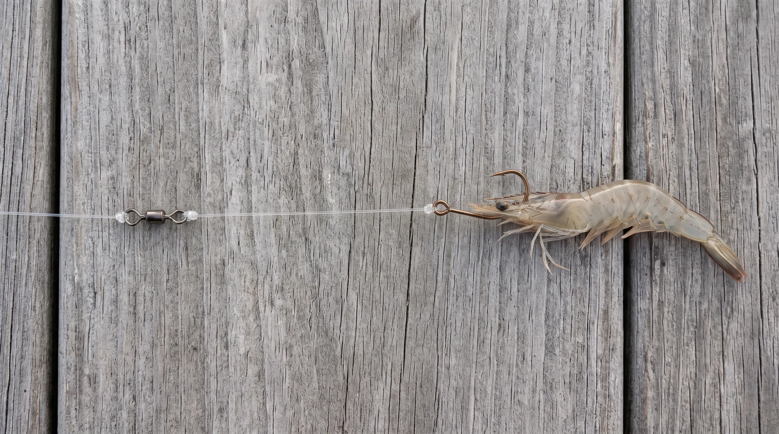 Live Shrimp Rig arranged on a dock for identification