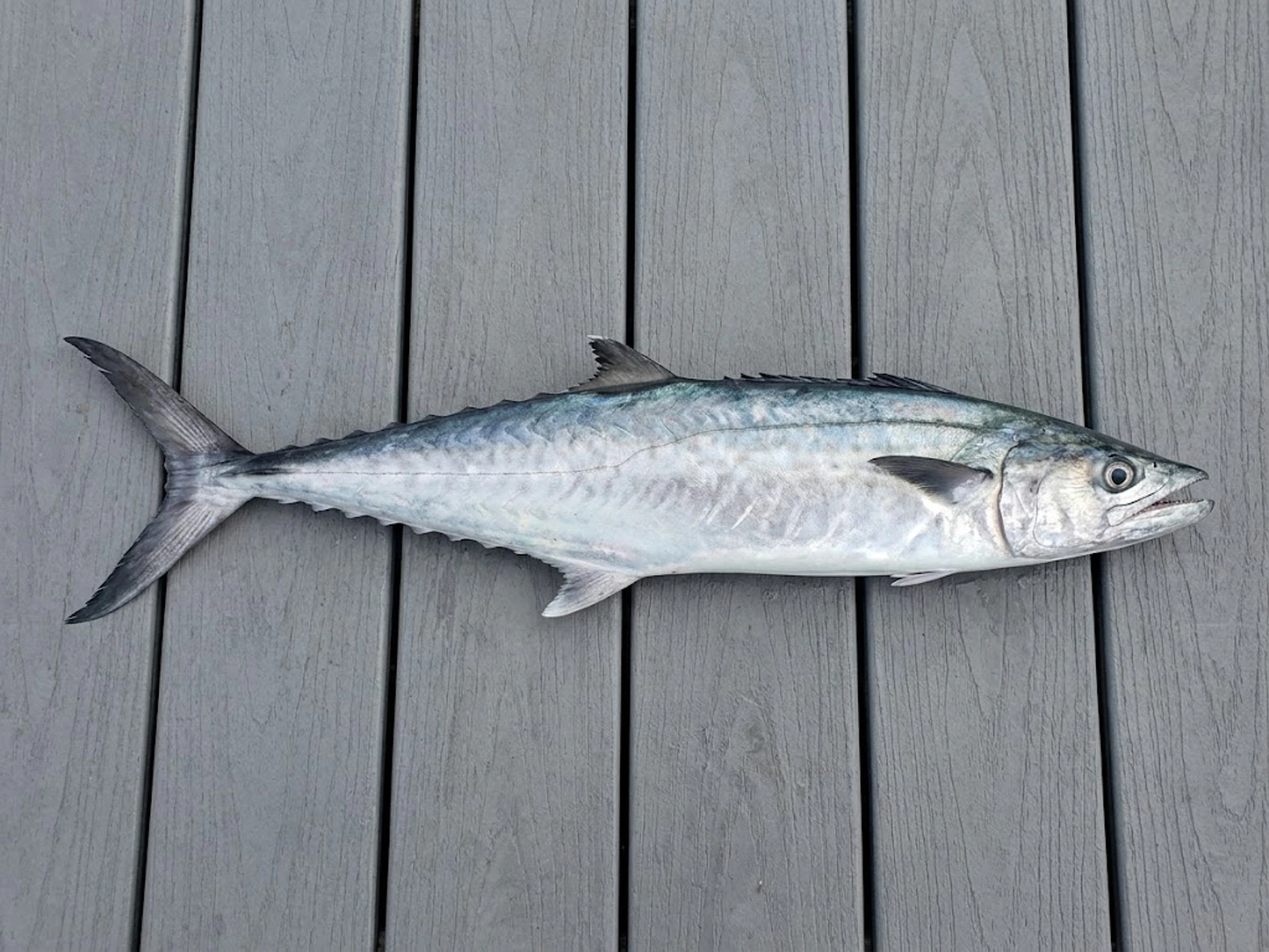 King Mackerel specimen showing its body shape and identifying markings