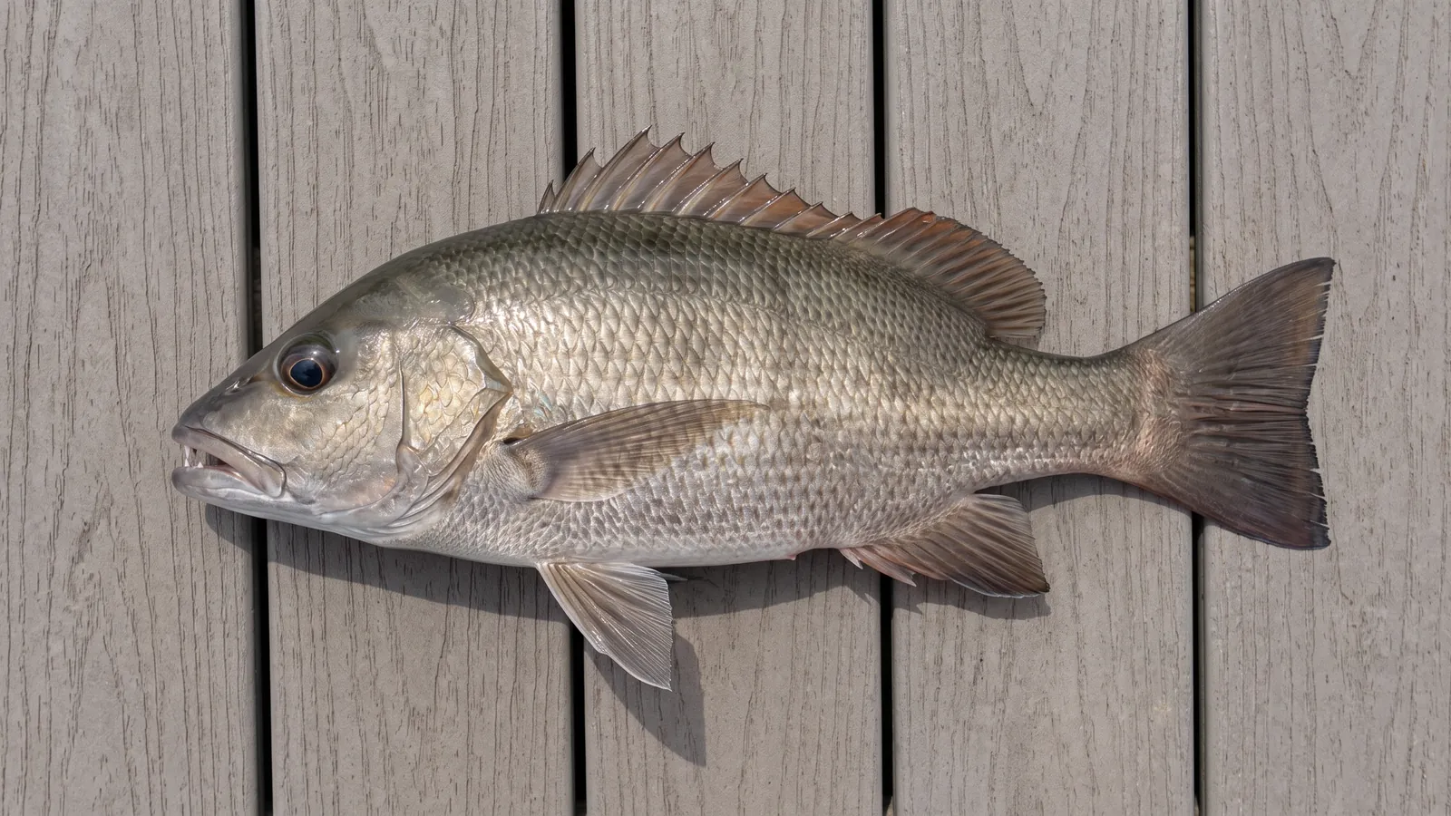 Mangrove Snapper specimen showing its body shape and identifying markings