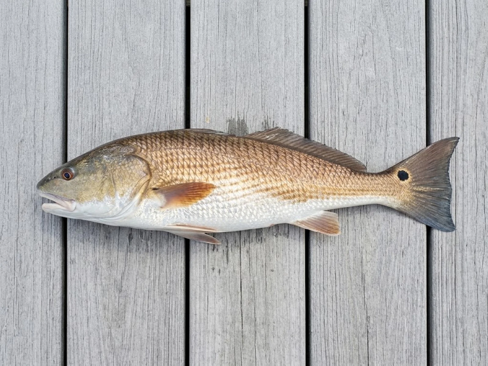 Redfish from CastPlan's reviewed first-party image pack