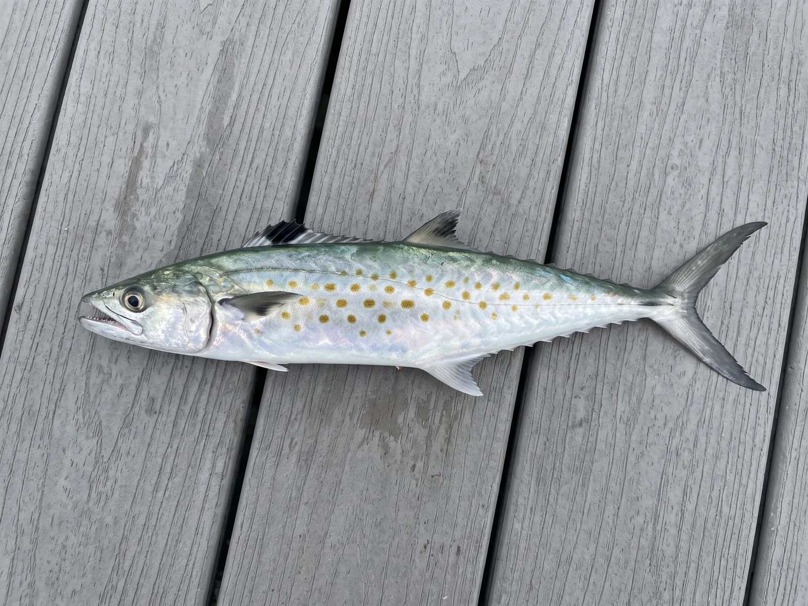 Spanish mackerel from CastPlan's reviewed first-party image pack