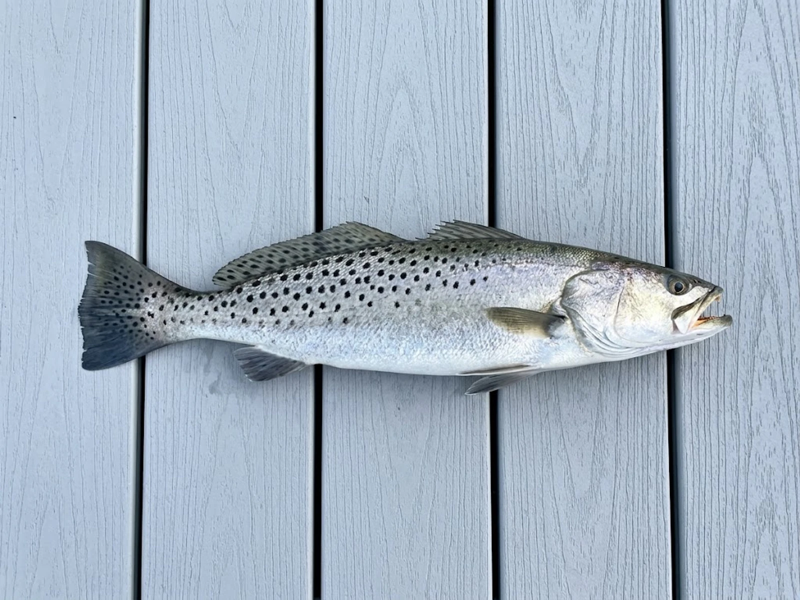 Spotted seatrout from CastPlan's reviewed first-party species image pack
